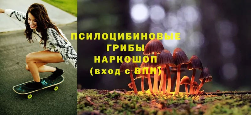 сколько стоит  Чехов  Галлюциногенные грибы Psilocybe 